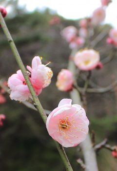 コウバイ（八重）